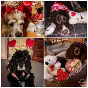 Meet your Posher, Bonnie